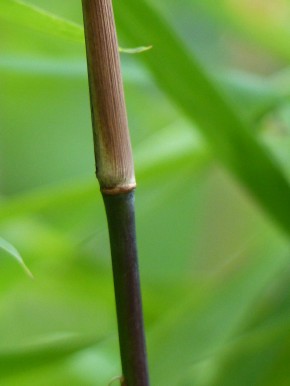 Fargesia nitida 'Black Pearl' C5, 1,2 m hoch